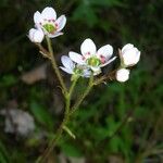 Micranthes californica Flor