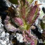Bartsia crenoloba Leaf