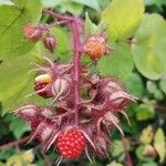 Rubus phoenicolasius Frucht