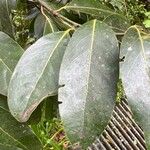 Laurus novocanariensis Лист