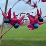 Clerodendrum trichotomum Плід