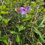 Vigna frutescens Blatt