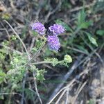 Phacelia congesta موطن