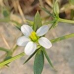 Fagonia indica फूल
