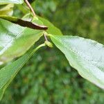 Stewartia rostrata Hostoa