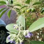 Solanum mauritianum Flor