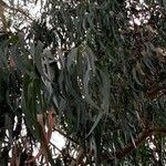 Eucalyptus viminalis Blatt