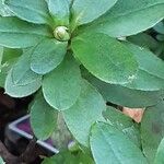 Rhododendron indicum Folha