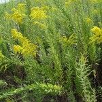 Solidago altissimaHostoa