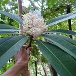 Tapeinosperma scrobiculatum Blüte