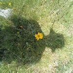 Senecio scopolii 花