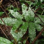 Bolbitis auriculata Leaf