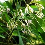 Ardisia humilis Цвят
