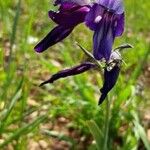 Gladiolus atroviolaceus Fiore