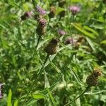 Centaurea nigrescens Virág