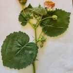 Abutilon hirtum Цвят