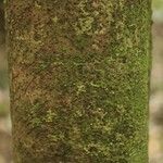 Matayba stenodictya Corteza