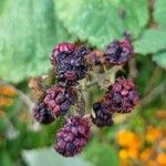 Rubus gratus ഫലം