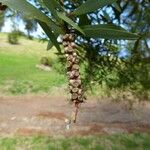 Melaleuca quinquenervia Плод