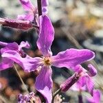 Hesperis laciniata 花