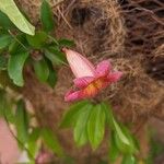 Bignonia capreolata Õis