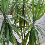 Yucca aloifolia برگ