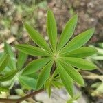 Lupinus arcticus Foglia