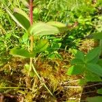 Cornus suecica Lapas