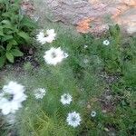 Nigella damascena Blüte