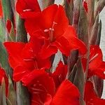 Gladiolus communis പുഷ്പം