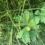 Anemone canadensisBlad