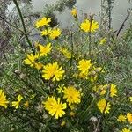 Crepis biennisFlor