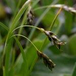 Carex capillaris 果