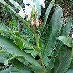 Hedychium coronariumЛисток