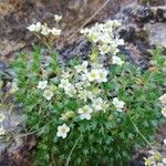 Saxifraga losae Flower