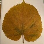 Tilia dasystyla List