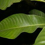 Pouteria calistophylla Leaf