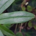 Begonia stenophylla Leaf