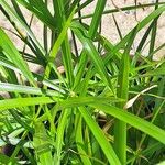 Cyperus alternifolius Leaf