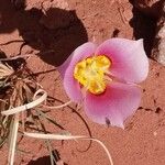 Calochortus flexuosus Blodyn