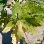 Acer × freemanii পাতা