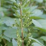 Urtica stachyoides