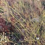 Verbena litoralis Celota