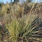 Heteropogon contortus Yaprak