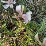 Astragalus crassicarpus Fleur