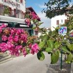 Lagerstroemia speciosaFlower