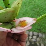 Begonia ampla Flower