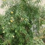 Freylinia lanceolata Alkat (teljes növény)