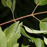 Leucaena multicapitula Листок