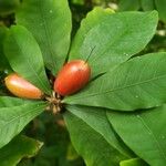 Synsepalum dulcificum Fruto